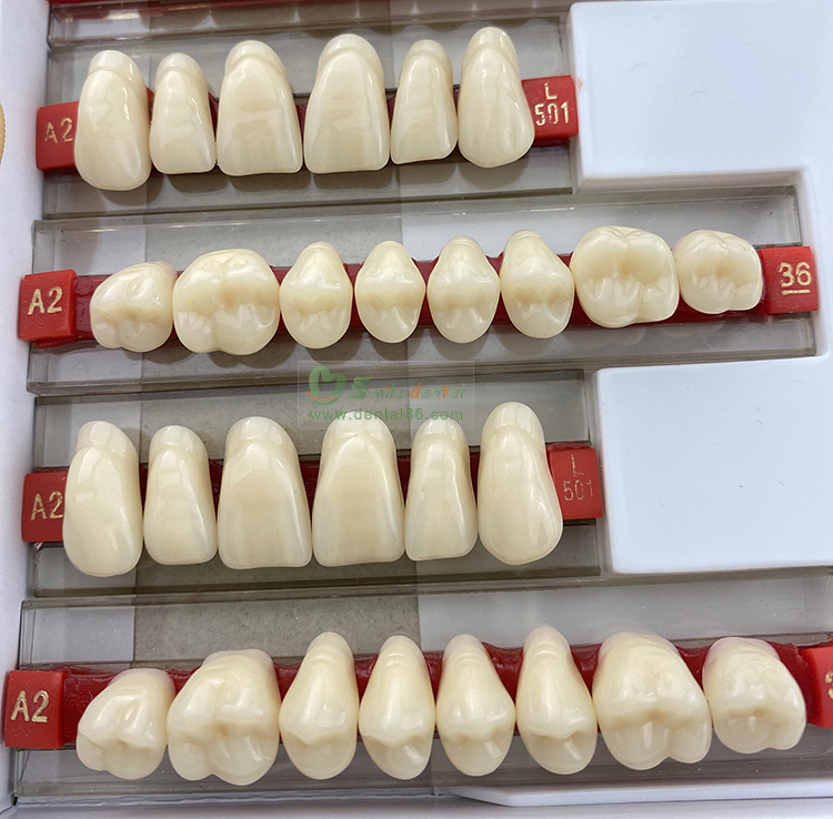 Two layer Acrylic Resin Teeth
